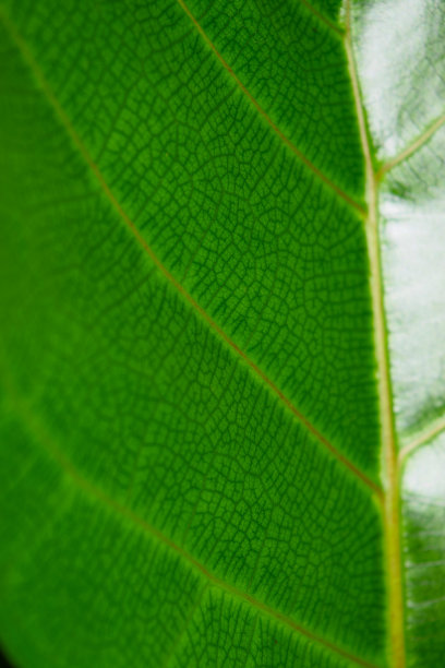 绿叶带着叶脉和植物的细节图片下载