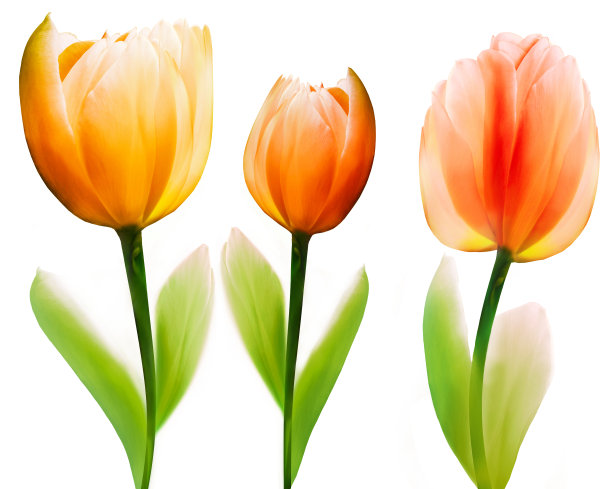 设置花郁金香在一个白色孤立的背景与修剪路径。特写镜头。花在茎上。大自然。图片下载