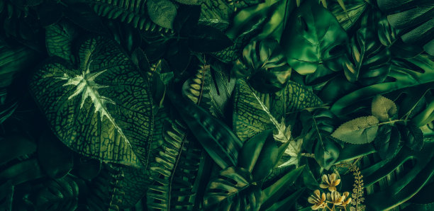 深绿色热带叶群背景全景背景自然概念图片下载