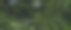 深绿色热带叶群背景全景背景自然概念图片下载