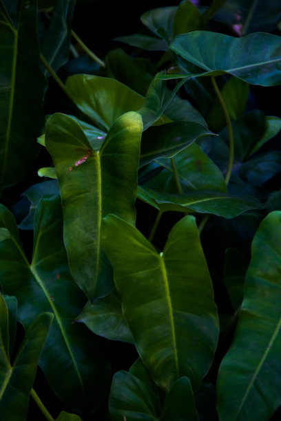 叶壁纸图片下载