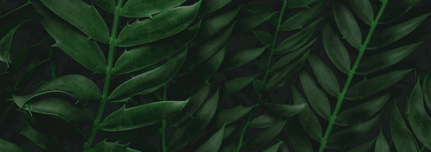 深绿色热带叶群背景全景背景自然概念图片下载