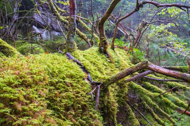 森林里一棵倒下的树上长着青苔图片下载