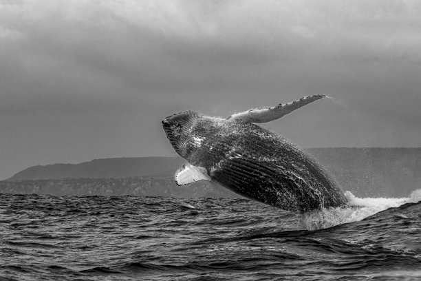 座头鲸违反。图片下载