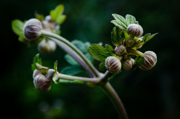 近距离观察花园里的植物芽，新生命素材图片