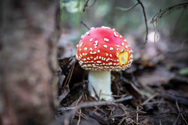 毒林菌红蝇木耳。有选择性的重点图片下载