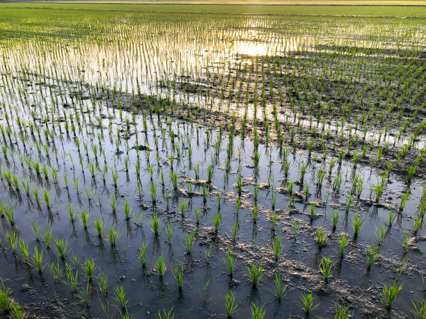 稻田里美丽的金色夕阳。有选择性的重点。图片下载