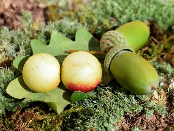 橡子和橡树叶子，橡树苹果在苔藓上图片下载