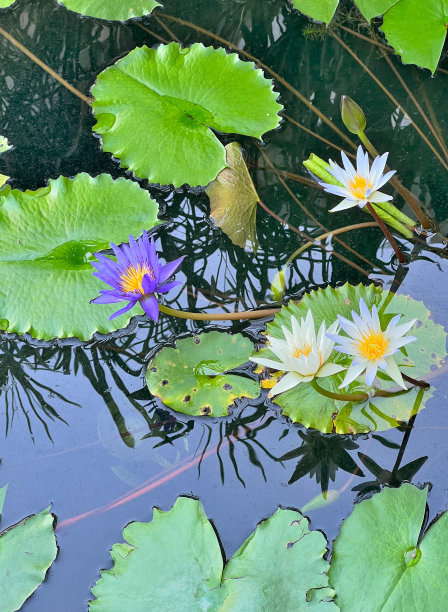 樟宜机场睡莲花园- I图片下载