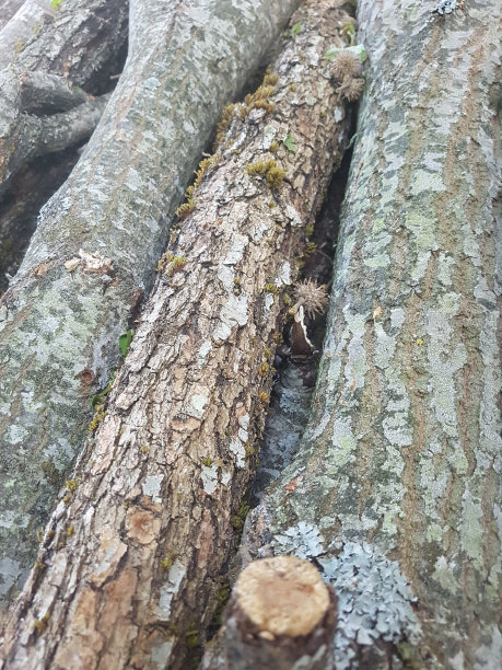 成堆的木头图片下载