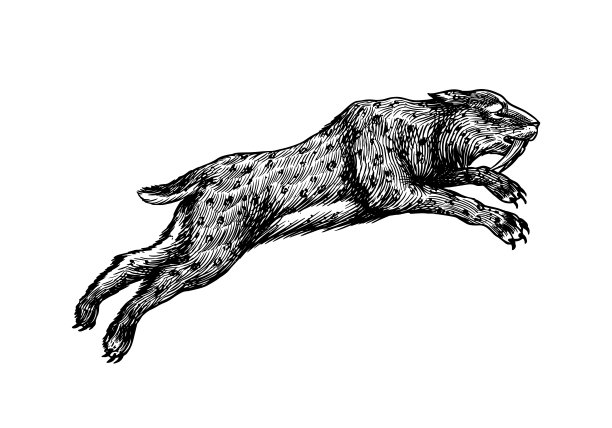 剑齿虎或猫或剑齿虎。史前哺乳动物。已经灭绝的动物。复古复古矢量插图。涂鸦风格。手绘雕刻素描图片下载