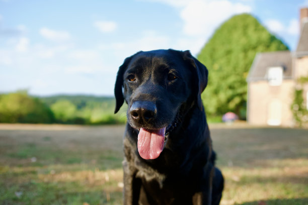 可爱的黑色拉布拉多狗在一个别致的财产图片下载