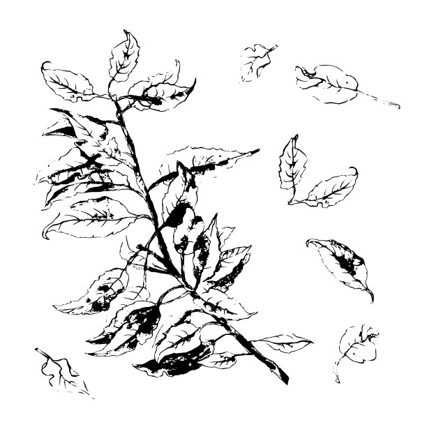 叶子的黑色印记图片下载