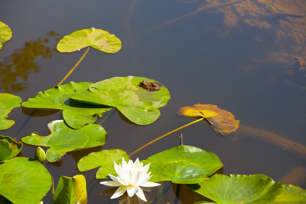 湖中的白莲花图片下载
