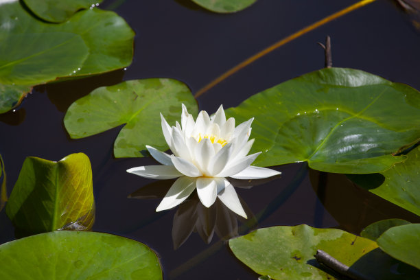 湖中的白莲花图片下载