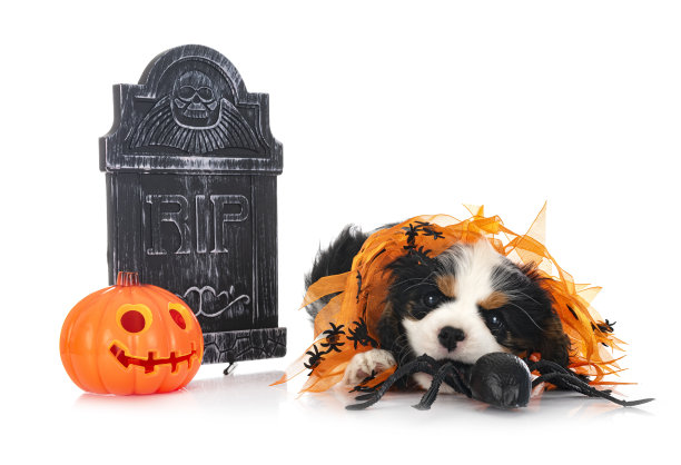 小狗骑士查尔斯国王图片下载