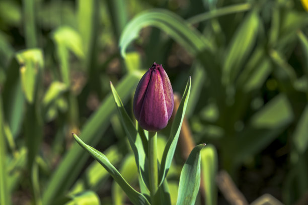 无瑕的紫色郁金香花蕾图片下载