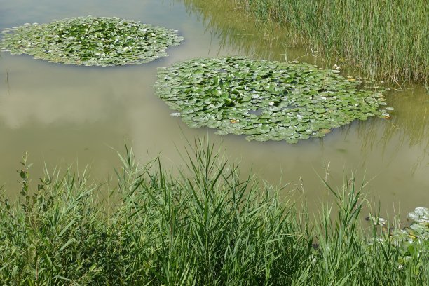 沼泽睡莲湿地绿色植被夏季Île-de-France图片下载