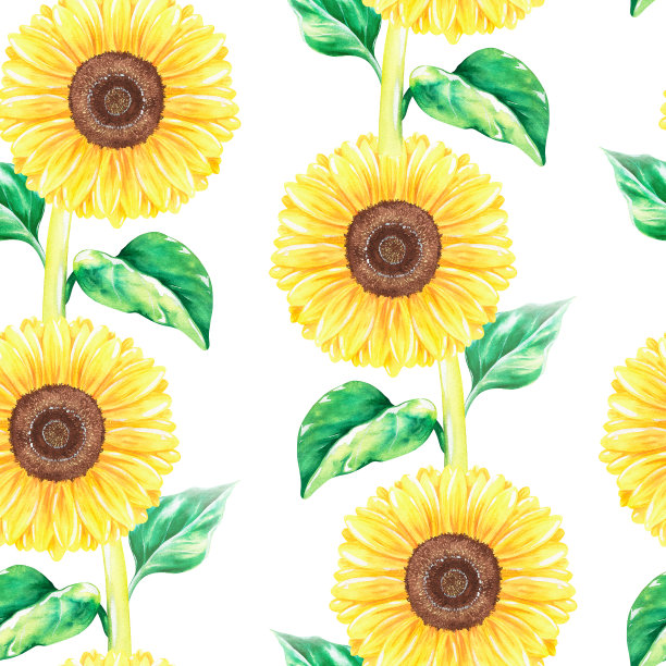 向日葵无缝模式。水彩植物插图。孤立在白色背景上。图片下载
