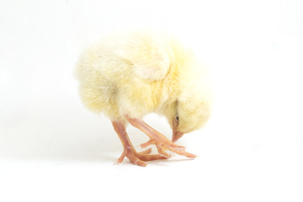 刚出生的雏鸡黄色，雏鸡孤立在白色背景。图片下载