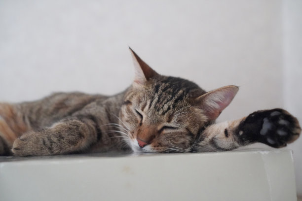 猫在房子里睡觉图片下载