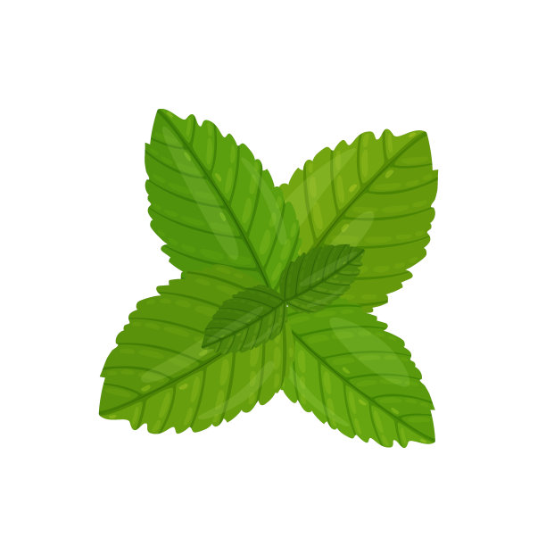 薄荷叶，矢量插图孤立在白色背景图片下载
