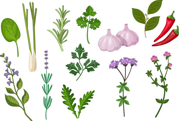 一套新鲜的绿色草本植物和开花植物图片下载