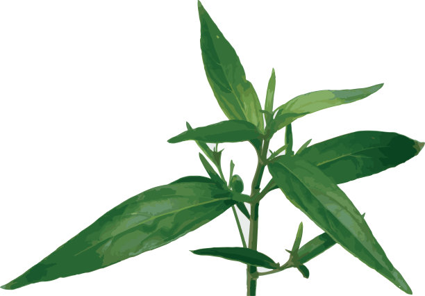 摘要卡里亚叶或白色背景的Creat植物。图片下载