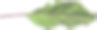 神圣的罗勒叶，白色背景。图片下载