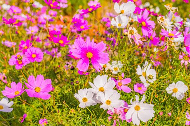 粉红色的宇宙图片下载