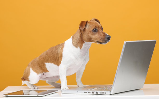 英俊的杰克罗素梗肖像。漂亮的狗与笔记本电脑在黄色背景隔离。商务技术培训网上购物视频通话概念图片下载