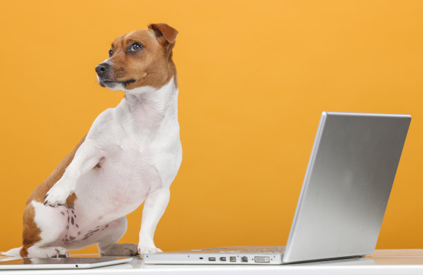 英俊的杰克罗素梗肖像。漂亮的狗与笔记本电脑在黄色背景隔离。商务技术培训网上购物视频通话概念图片下载