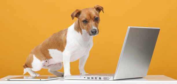 英俊的杰克罗素梗肖像。漂亮的狗与笔记本电脑在黄色背景隔离。商务技术培训网上购物视频通话概念图片下载