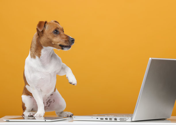 英俊的杰克罗素梗肖像。漂亮的狗与笔记本电脑在黄色背景隔离。商务技术培训网上购物视频通话概念图片下载