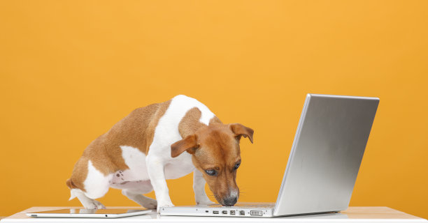 英俊的杰克罗素梗肖像。漂亮的狗与笔记本电脑在黄色背景隔离。商务技术培训网上购物视频通话概念图片下载