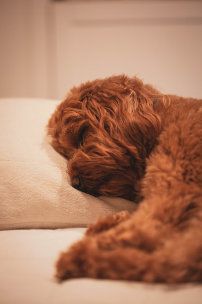 卡沃德尔小狗睡在枕头上图片下载