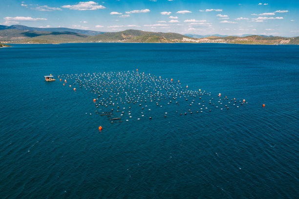无人机观察海洋中的贻贝和牡蛎养殖场图片下载