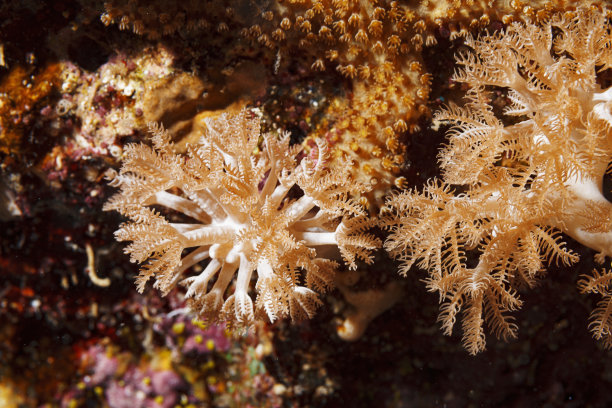 珊瑚礁海洋生物微距特写图片下载