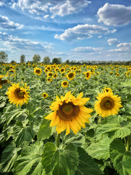 牛津郡南部的向日葵田图片下载