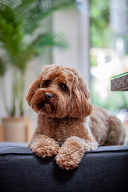 卡沃德尔小狗躺在座位上图片下载