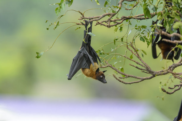 倒挂在树枝上的蝙蝠(莱尔画的飞狐)图片下载