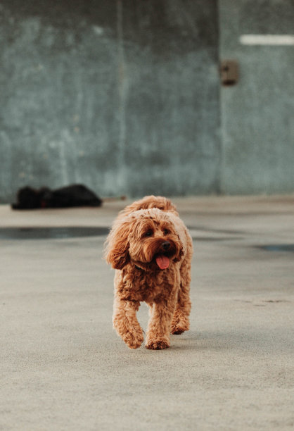 在码头上散步的卡沃德尔小狗图片下载
