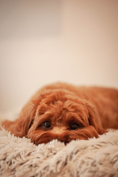 码头上的一只卡沃德尔小狗图片下载