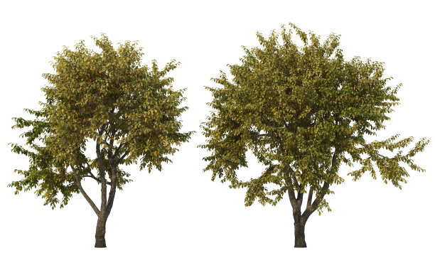 秋天的树木在白色的背景上图片下载