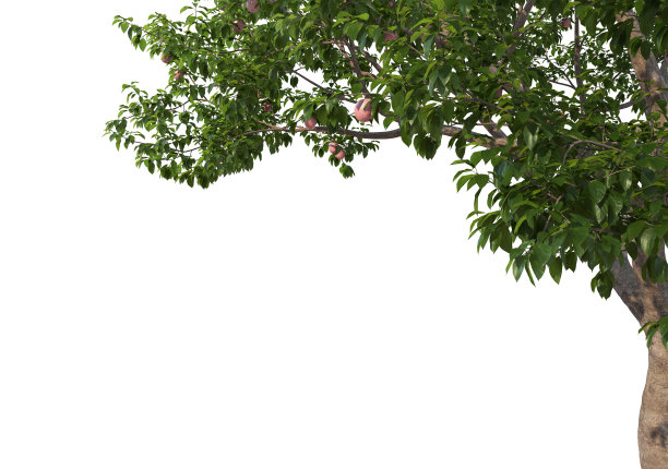 前景分支在白色背景图片下载