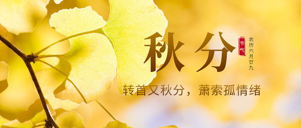 秋分节气银杏叶唯美首图图片下载