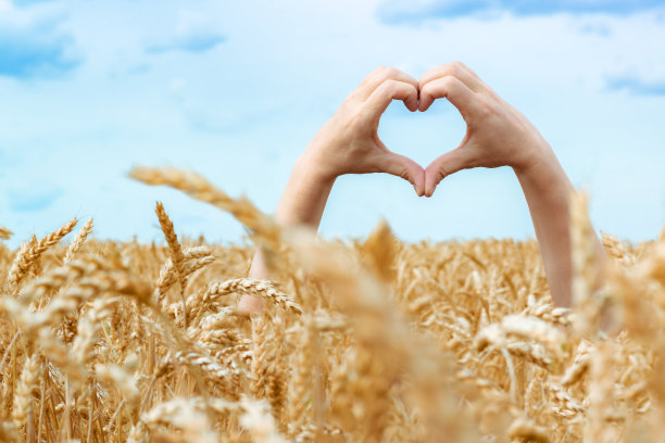 女人用她的双手在金黄色的麦田和蓝色的天空上做心形符号图片下载