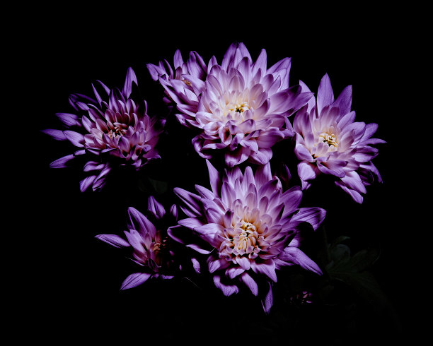 紫色的菊花带着绿叶，花束优雅。图片下载