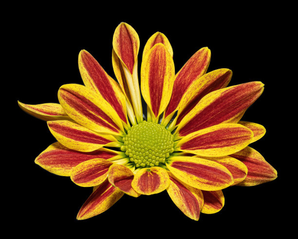 盛开的红色黄色菊花花孤立在黑色的背景。图片下载