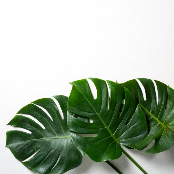 热带棕榈叶和瑞士芝士植物孤立在白色背景。图片下载